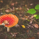 The wildest mushroom growing outside of Warsaw, Poland.