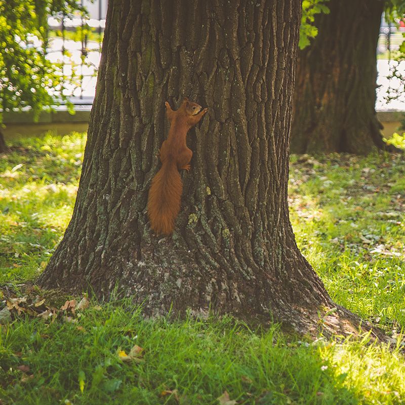 One of Europe's red squirrels in Warsaw's Łazienki Park, which my boyfriend says is the Central Park of Warsaw. It was designed in the 17th century, and the name translates to "baths park" because of the public baths that were here. But "łazienki" also translates to "bathrooms", so I enjoyed calling this Bathroom Park.