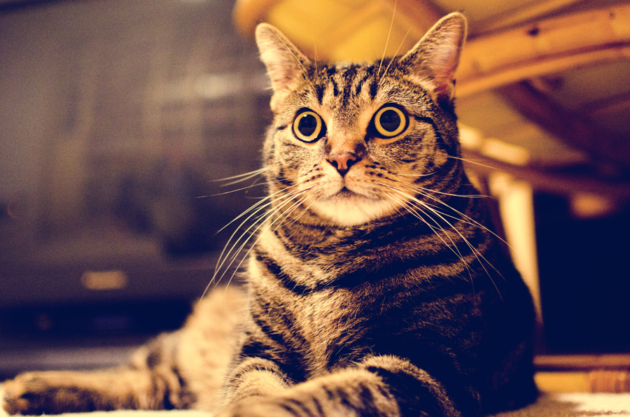 01EttibleNYCPetPhotographyGraham the Cat Ettible Photography