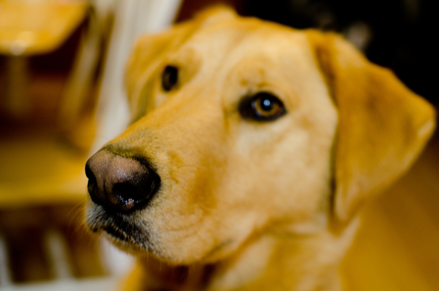 03EttibleNYCPetPhotographyHoney the Dog Ettible Photography