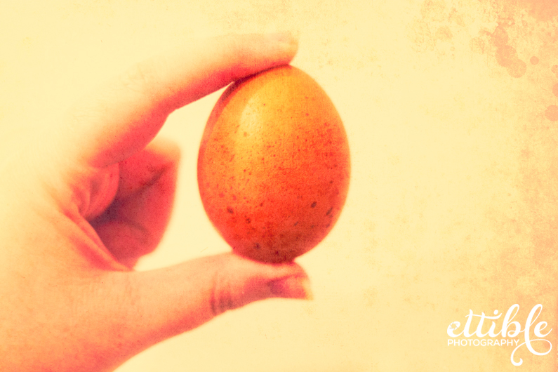 Speckled Brown Egg Ettible Photography